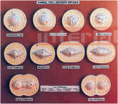 ANIMAL CELL DIVISION MITOSIS